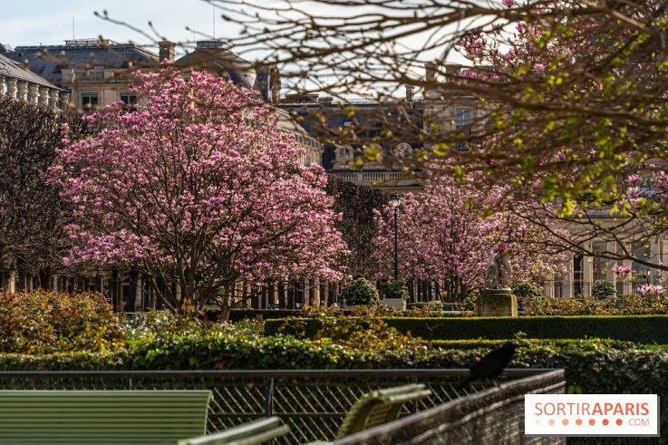 Les magnolias du Jardin du Palais Royal