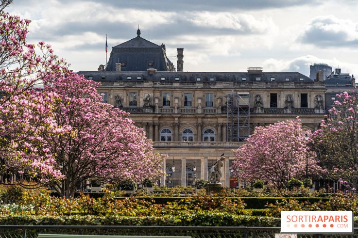 Les magnolias du Jardin du Palais Royal