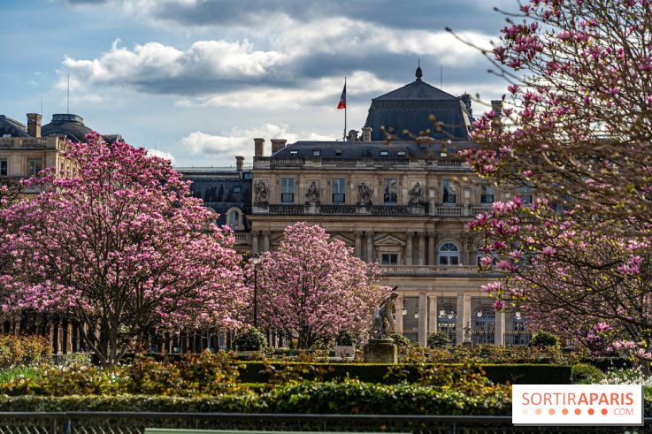 Les magnolias du Jardin du Palais Royal