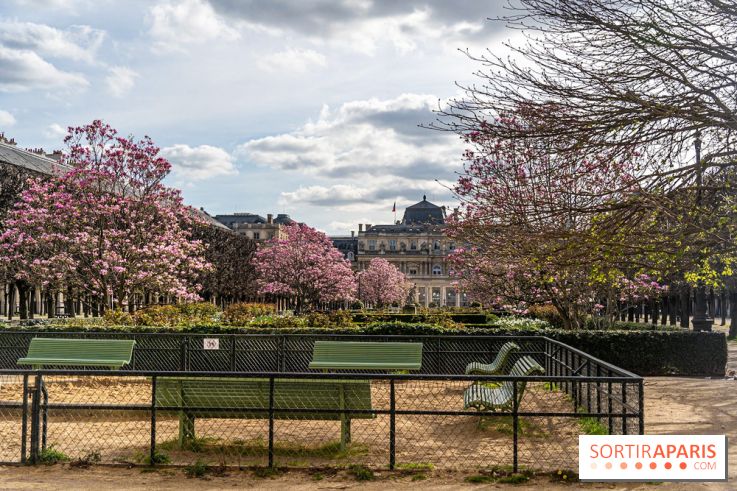 Les magnolias du Jardin du Palais Royal