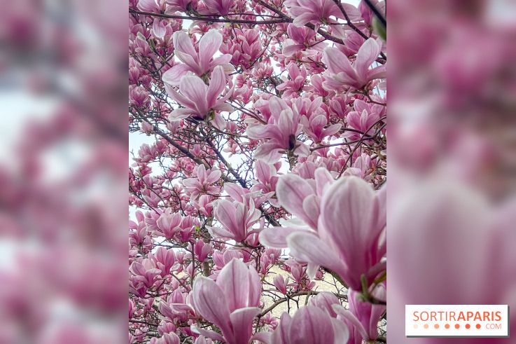 Les magnolias du Jardin du Palais Royal