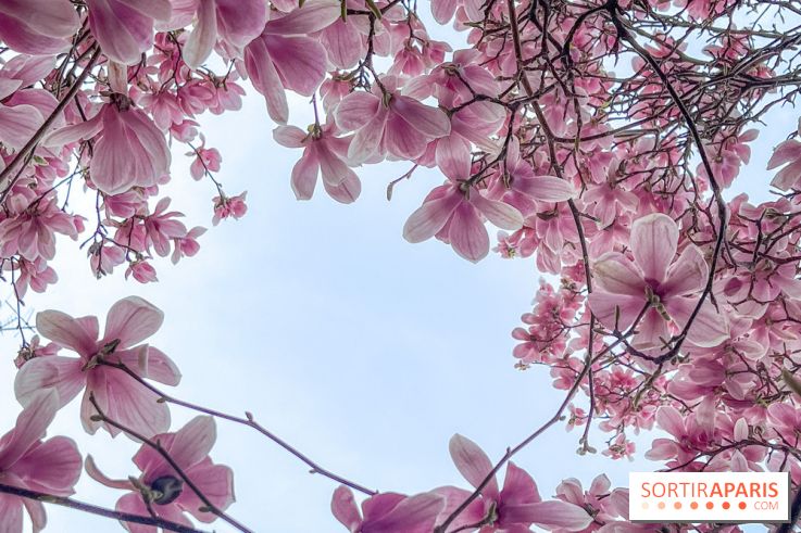 Les magnolias du Jardin du Palais Royal  - IMG 7390
