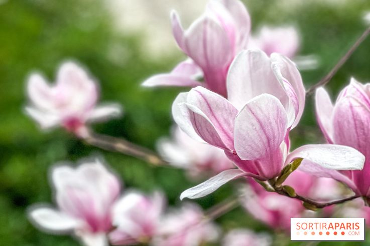 Les magnolias du Jardin du Palais Royal