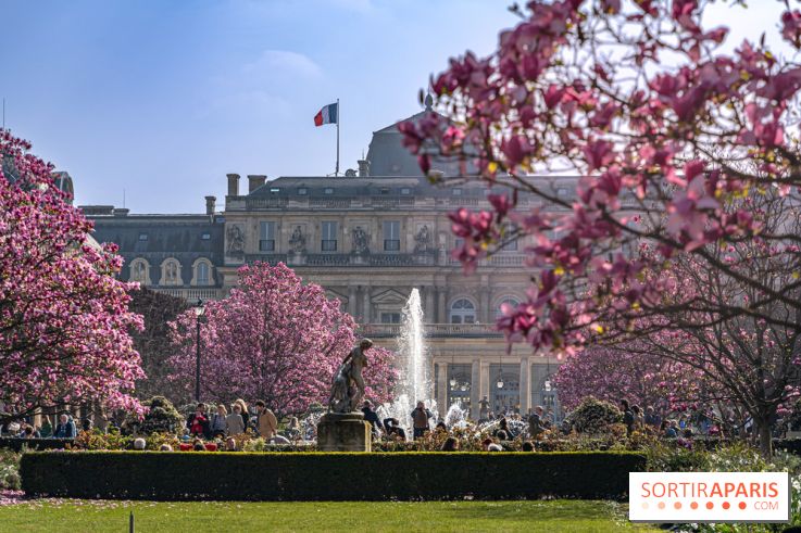 Les magnolias du Jardin du Palais Royal  - printemps - visuel Paris