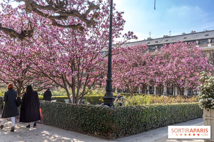 Les magnolias du Jardin du Palais Royal  - printemps - visuel Paris