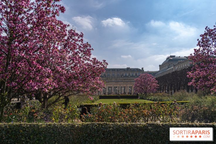 Les magnolias du Jardin du Palais Royal