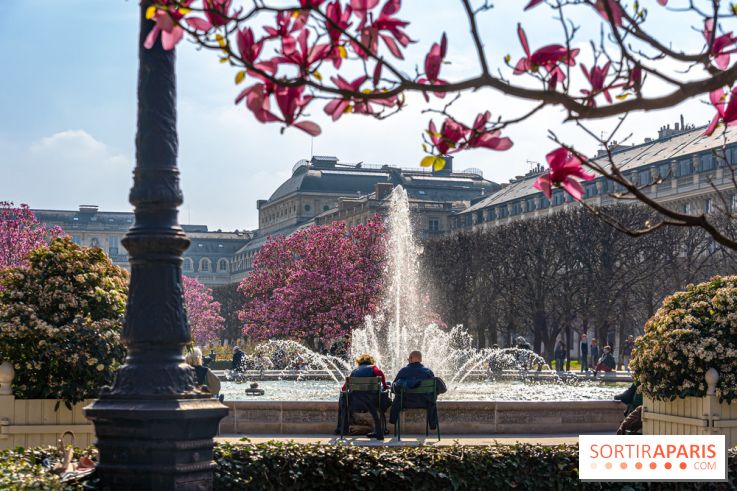 Les magnolias du Jardin du Palais Royal  - printemps - visuel Paris - fontaine - chaleur