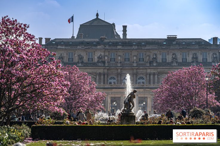 Les magnolias du Jardin du Palais Royal  - printemps - visuel Paris