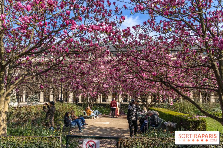 Les magnolias du Jardin du Palais Royal  - printemps - visuel Paris