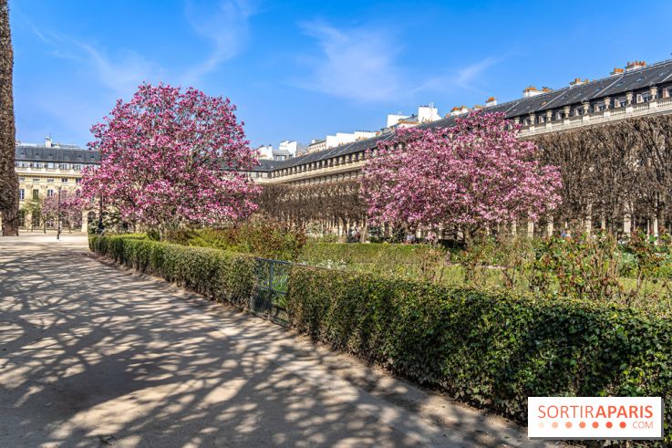 Les magnolias du Jardin du Palais Royal  - printemps - visuel Paris
