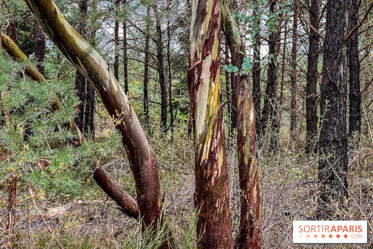 Arbor&Sens, l'Arboretum de Franchard en forêt de Fontainebleau - les photos