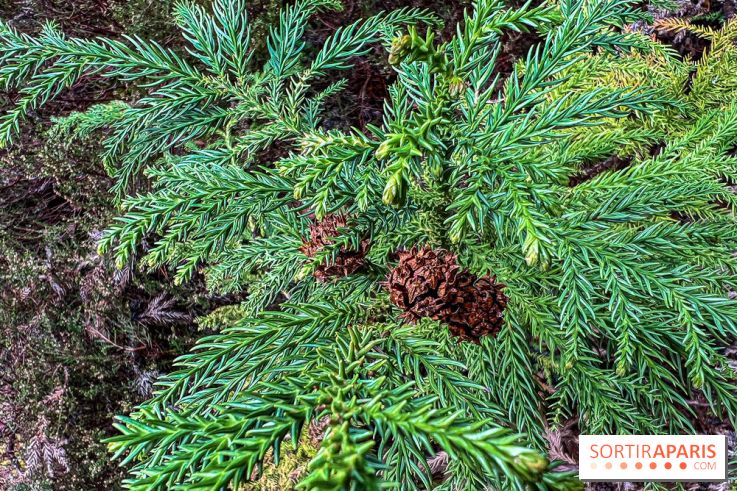 Arbor&Sens, l'Arboretum de Franchard en forêt de Fontainebleau - les photos - IMG 7957