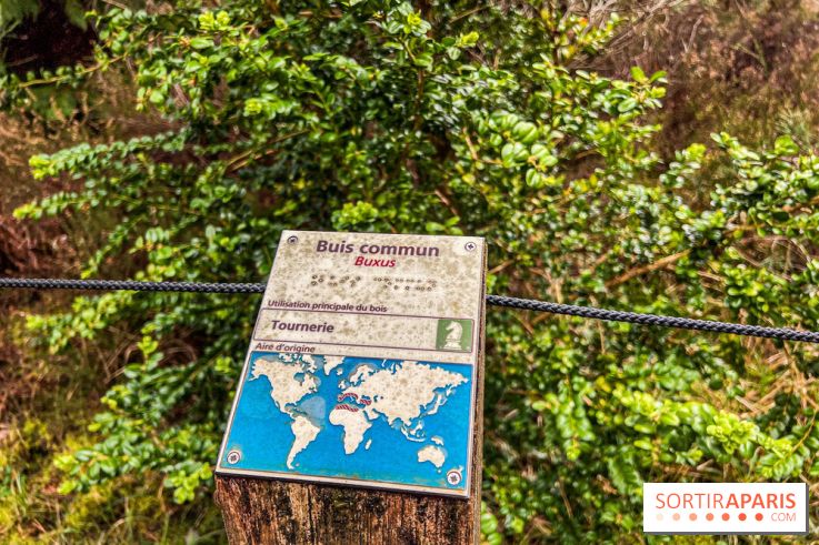 Arbor&Sens, l'Arboretum de Franchard en forêt de Fontainebleau - les photos