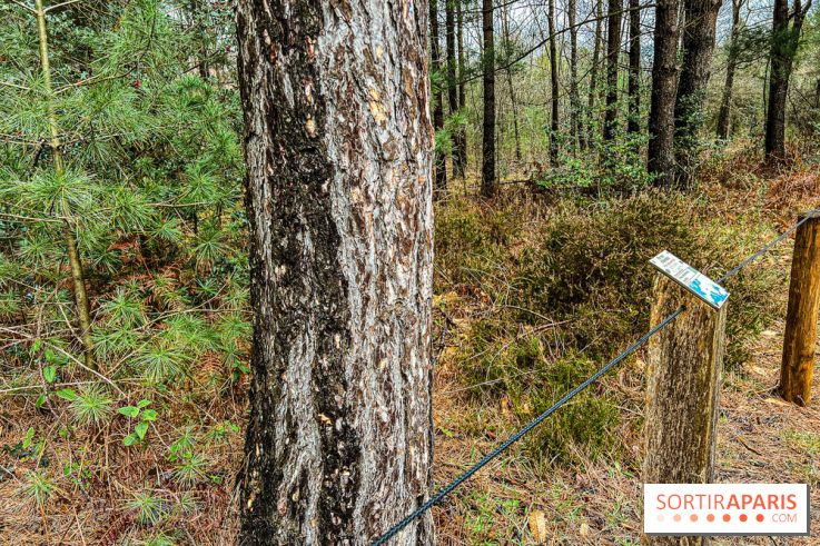 Arbor&Sens, l'Arboretum de Franchard en forêt de Fontainebleau - les photos - IMG 7950