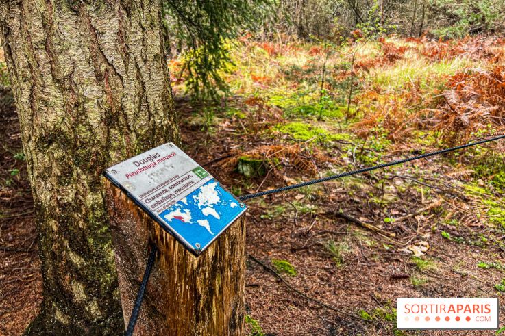 Arbor&Sens, l'Arboretum de Franchard en forêt de Fontainebleau - les photos