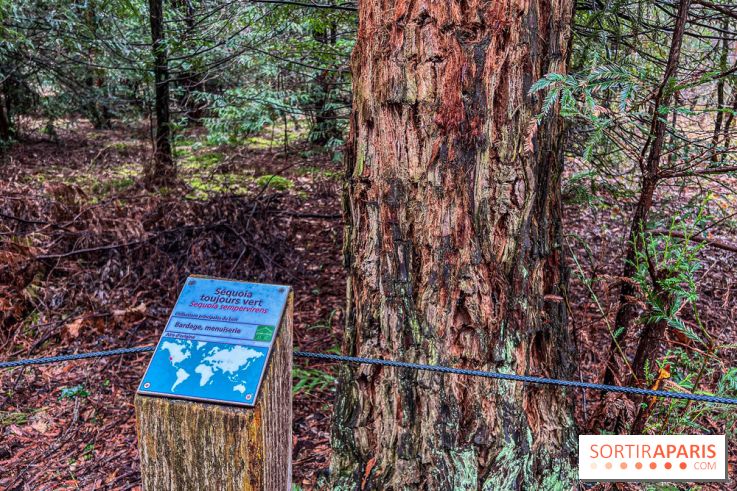 Arbor&Sens, l'Arboretum de Franchard en forêt de Fontainebleau - les photos - IMG 7946