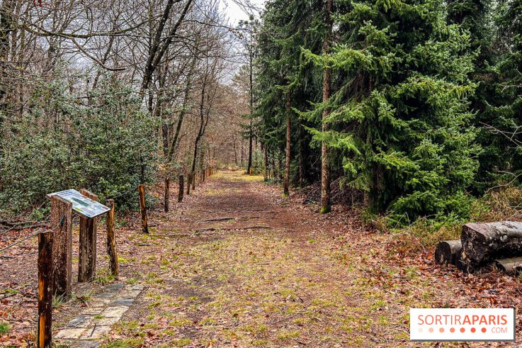 Arbor&Sens, l'Arboretum de Franchard en forêt de Fontainebleau - les photos