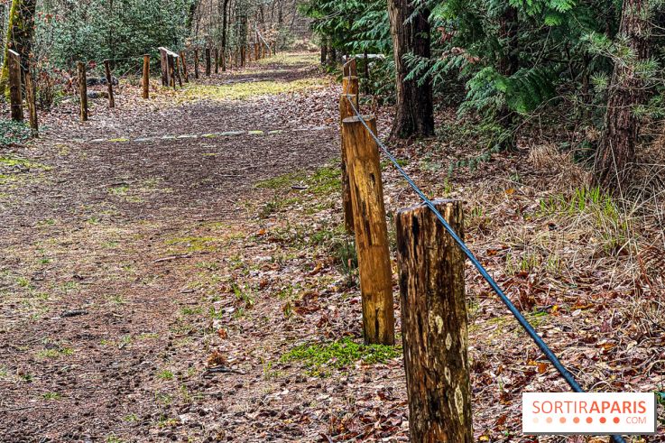 Arbor&Sens, l'Arboretum de Franchard en forêt de Fontainebleau - les photos