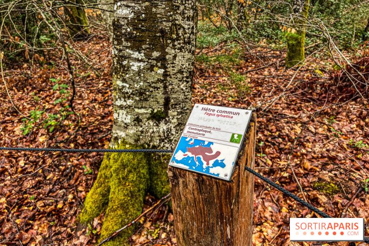 Arbor&Sens, l'Arboretum de Franchard en forêt de Fontainebleau - les photos