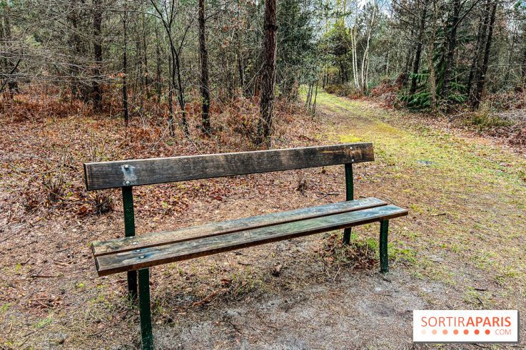 Arbor&Sens, l'Arboretum de Franchard en forêt de Fontainebleau - les photos - IMG 7934