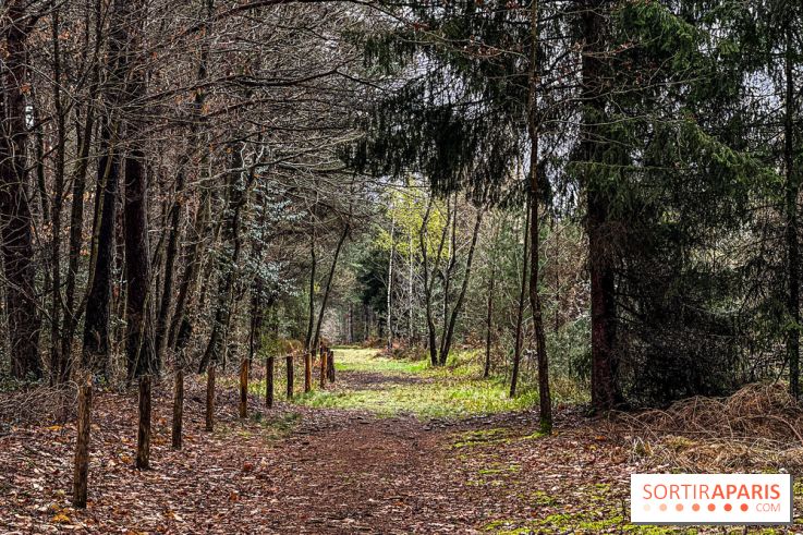 Arbor&Sens, l'Arboretum de Franchard en forêt de Fontainebleau - les photos