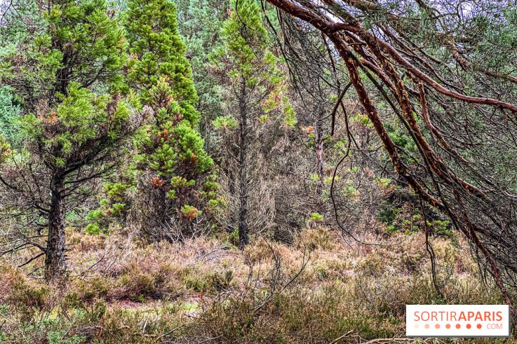 Arbor&Sens, l'Arboretum de Franchard en forêt de Fontainebleau - les photos