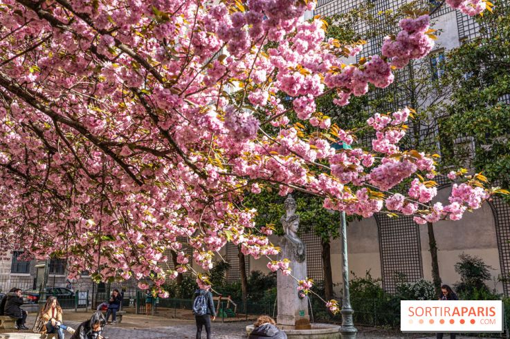 Square Gabriel Pierné à Paris - cerisiers en fleurs -  A7C0349