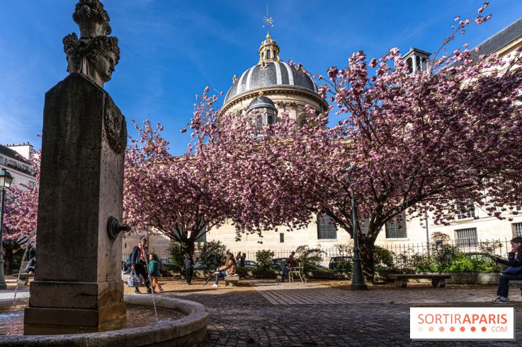 Square Gabriel Pierné à Paris - cerisiers en fleurs