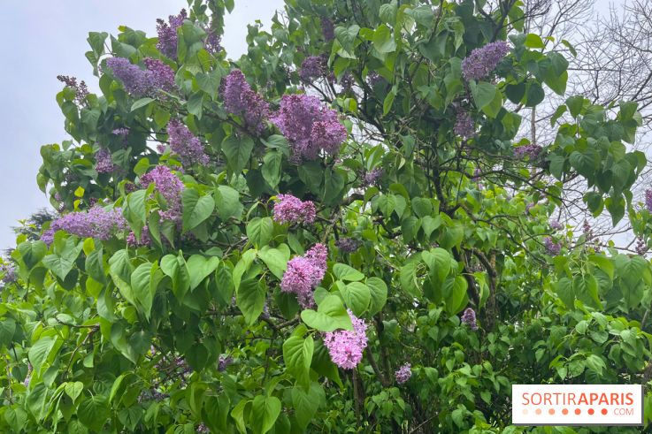 Arboretum de Paris - nos photos - image00033