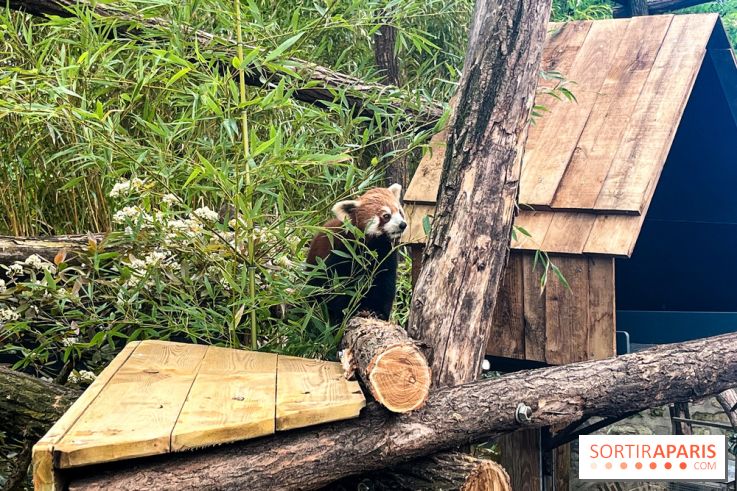 Ménagerie du Jardin des Plantes 2024 - nos photos - image00017