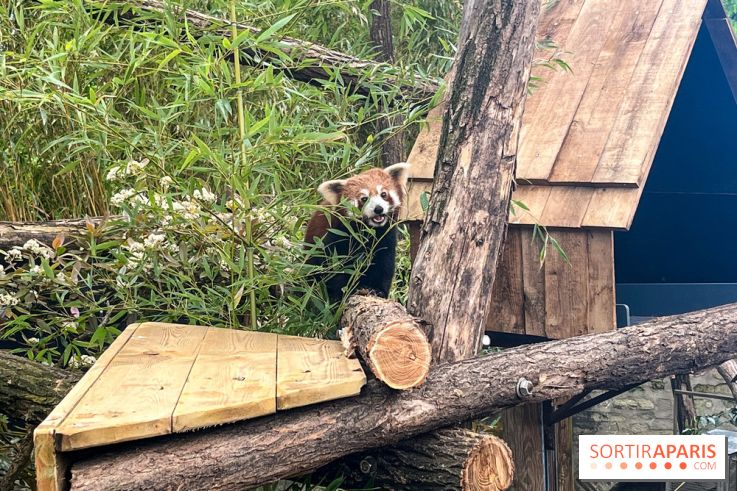 Ménagerie du Jardin des Plantes 2024 - panda