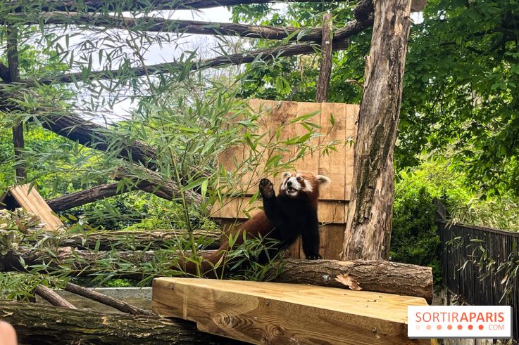 Ménagerie du Jardin des Plantes 2024 - panda