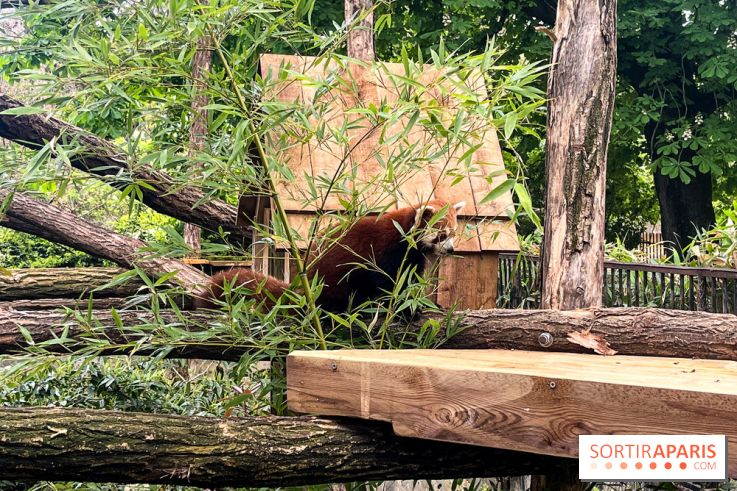 Ménagerie du Jardin des Plantes 2024 - nos photos