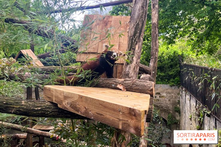 Ménagerie du Jardin des Plantes 2024 - nos photos - image00003