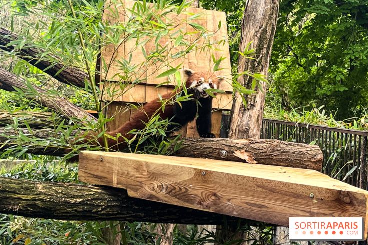 Ménagerie du Jardin des Plantes 2024 - nos photos - image00006