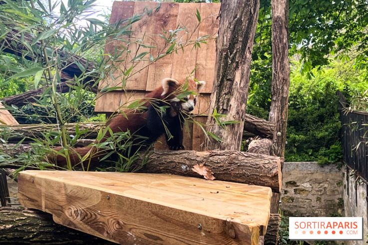 Ménagerie du Jardin des Plantes 2024 - panda