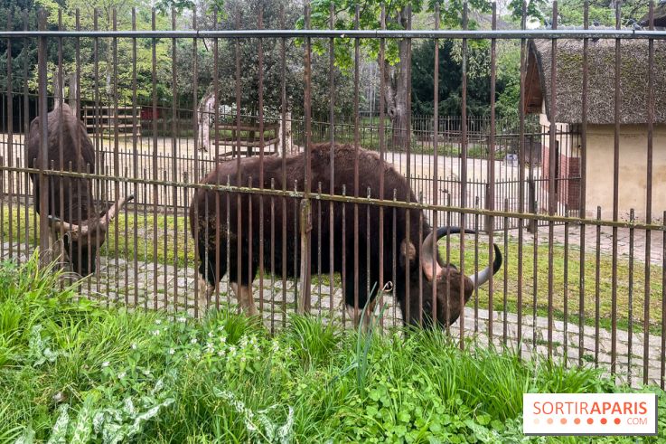 Ménagerie du Jardin des Plantes 2024 - nos photos