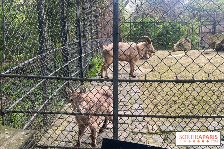 Ménagerie du Jardin des Plantes 2024 - nos photos