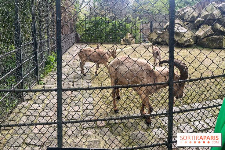 Ménagerie du Jardin des Plantes 2024 - nos photos