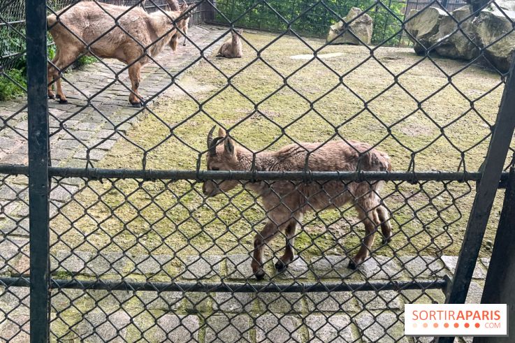 Ménagerie du Jardin des Plantes 2024 - nos photos