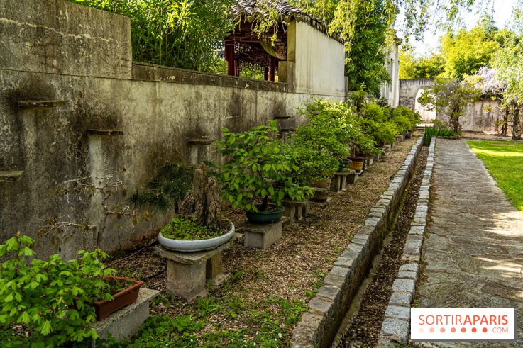 Jardin Yili, le jardin chinois caché dans les Yvelines -  bonsaï