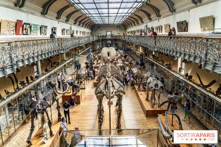 La Galerie de Paléontologie et d'Anatomie comparée du Muséum au Jardin des Plantes -  A7C7446