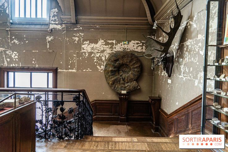 La Galerie de Paléontologie et d'Anatomie comparée du Muséum au Jardin des Plantes -  A7C7466