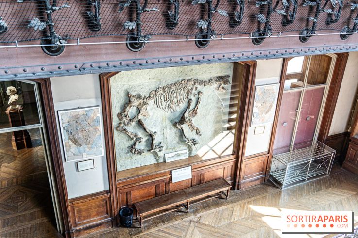 La Galerie de Paléontologie et d'Anatomie comparée du Muséum au Jardin des Plantes