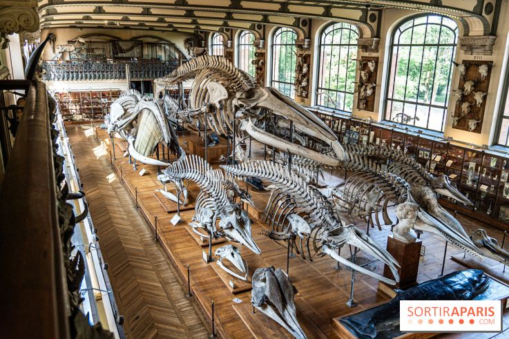 La Galerie de Paléontologie et d'Anatomie comparée du Muséum au Jardin des Plantes