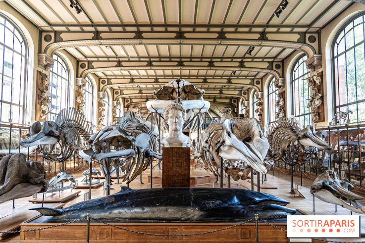 La Galerie de Paléontologie et d'Anatomie comparée du Muséum au Jardin des Plantes -  A7C7481