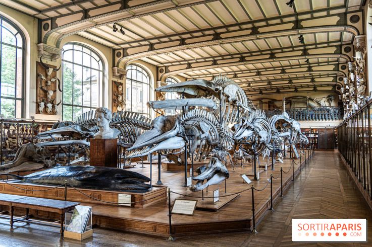 La Galerie de Paléontologie et d'Anatomie comparée du Muséum au Jardin des Plantes