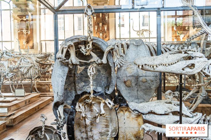 La Galerie de Paléontologie et d'Anatomie comparée du Muséum au Jardin des Plantes