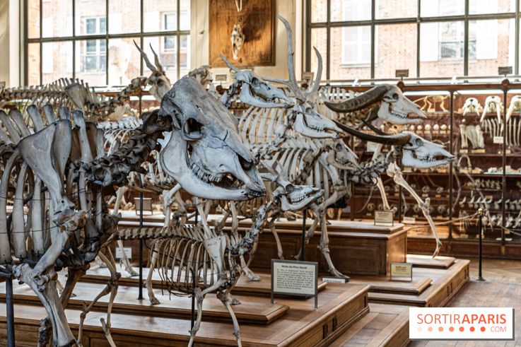 La Galerie de Paléontologie et d'Anatomie comparée du Muséum au Jardin des Plantes