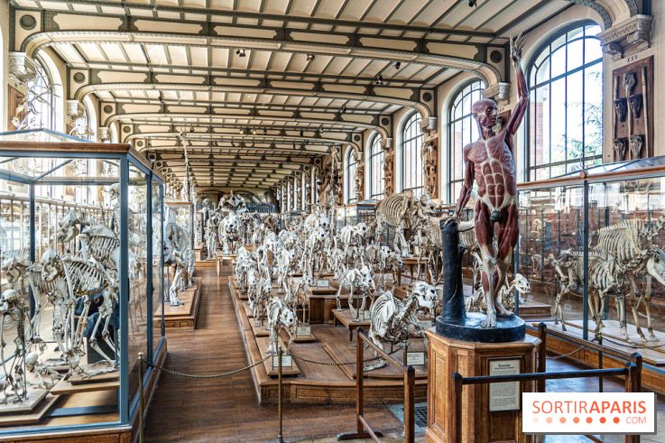 La Galerie de Paléontologie et d'Anatomie comparée du Muséum au Jardin des Plantes -  A7C7488